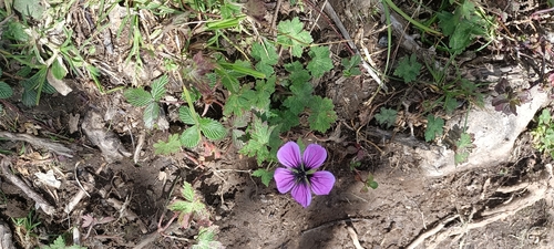 Trailing geranium (Geranium procurrens)