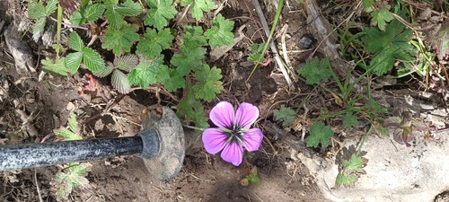 Geranium procurrens, photograph 1