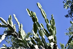 Dendrocereus nudiflorus