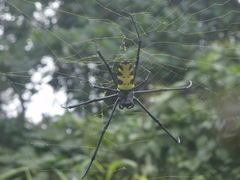 Trichonephila turneri