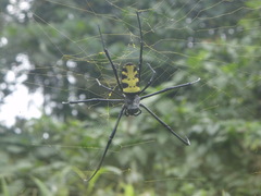 Trichonephila turneri