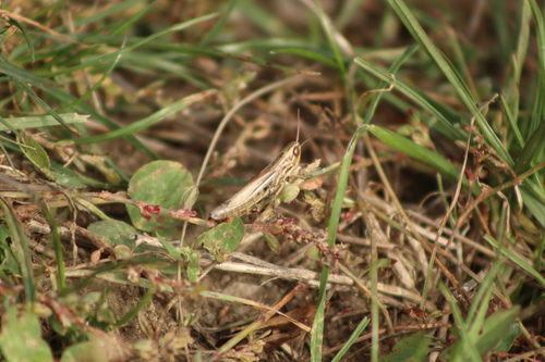 Common Straw Grasshopper, Kalnik, Croatia, photo 7 of 10
