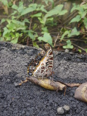 Charaxes pollux annamariae