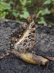 Charaxes pollux annamariae