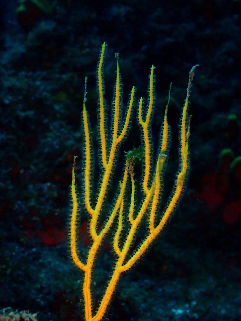 yellow sea fan