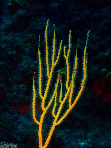 yellow sea fan