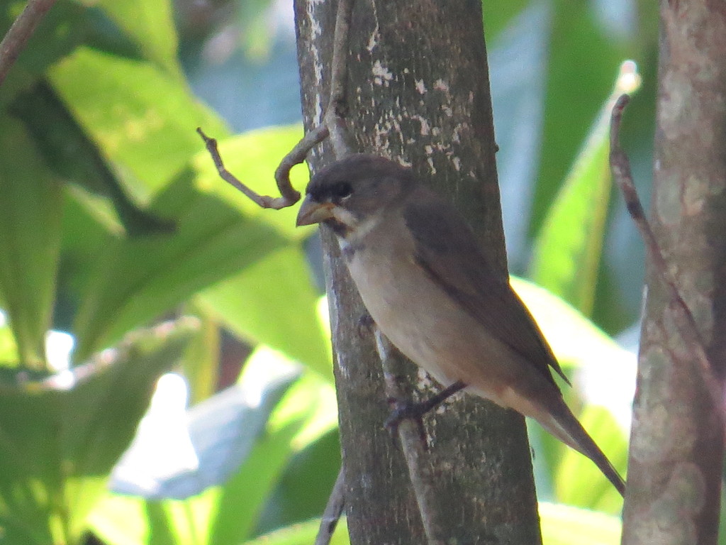 Double-collared Seedeater