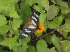 Acraea lycoa