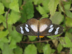 Acraea lycoa