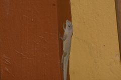 Anolis aeneus