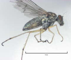 Helichochaetus discifer