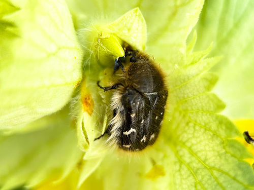 Zottiger Rosenkäfer