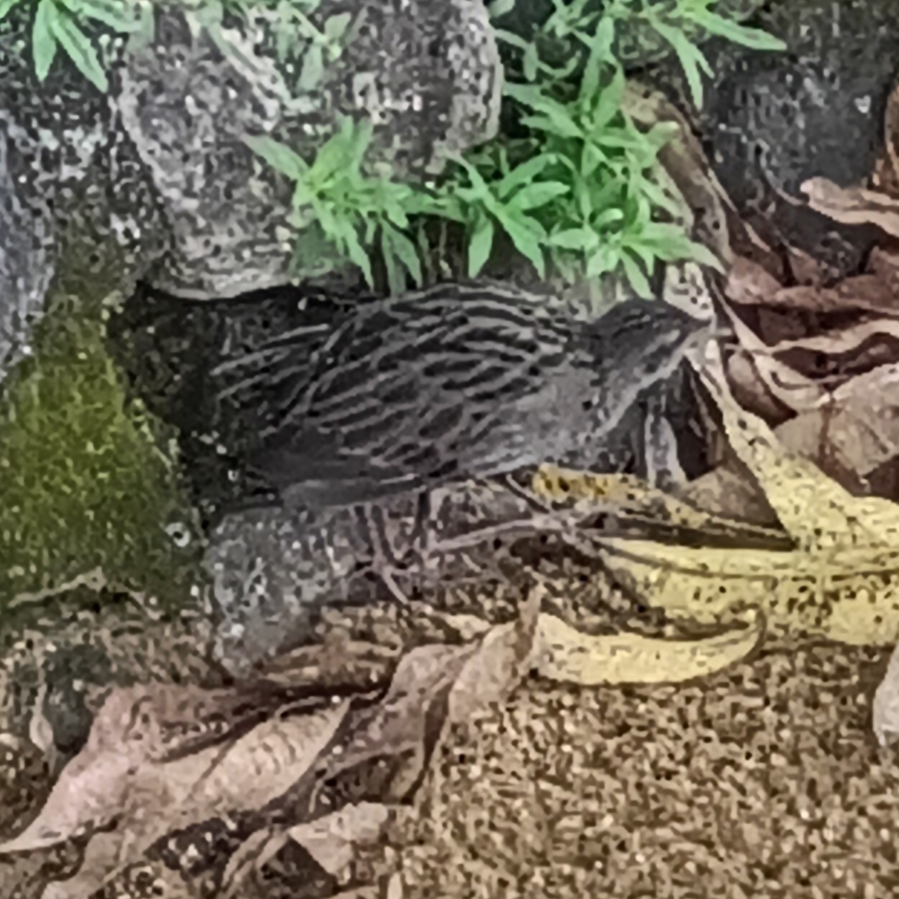 Ash-throated Crake (Mustelirallus albicollis)