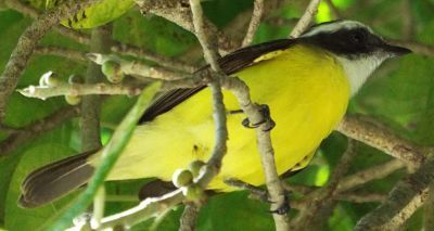 Social Flycatcher, photo 9 of 9