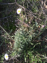Erigeron oreophilus