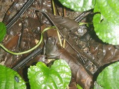 Arthroleptis variabilis