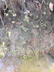 Ricciaceae