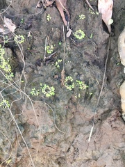 Ricciaceae