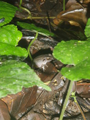 Arthroleptis variabilis