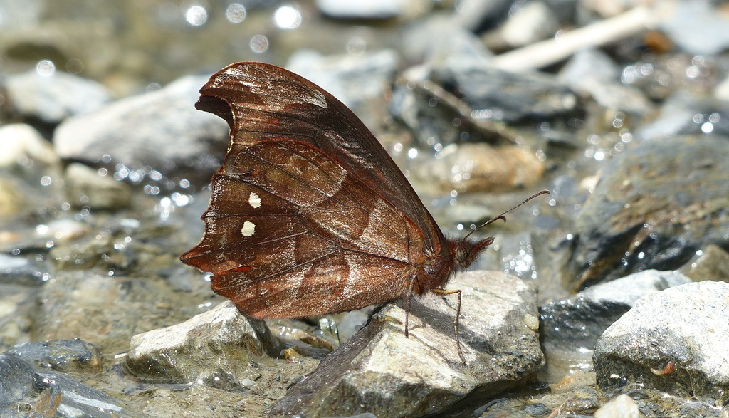 Proboscis