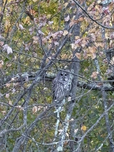 View observation of {o.common_name} on iNaturalist
