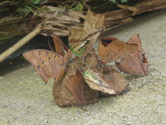 Charaxes