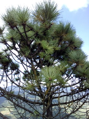 Pinus teocote