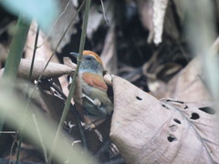 Synallaxis ruficapilla