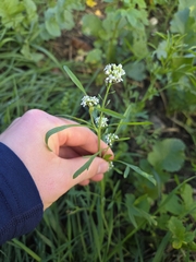Lepidium sativum, photograph (c) Ole N., some rights reserved (CC BY)
