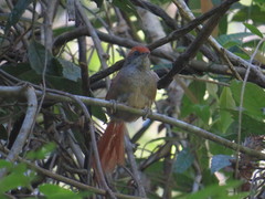 Synallaxis ruficapilla