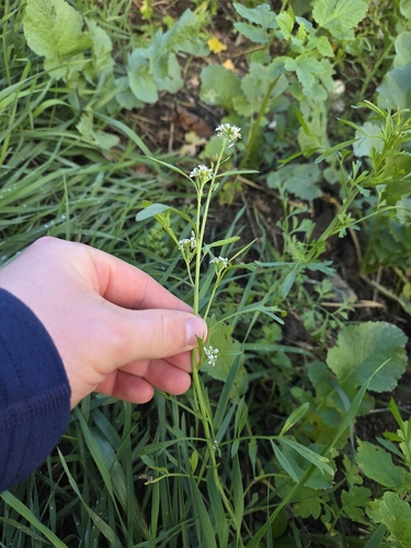 Lepidium sativum, photograph 6