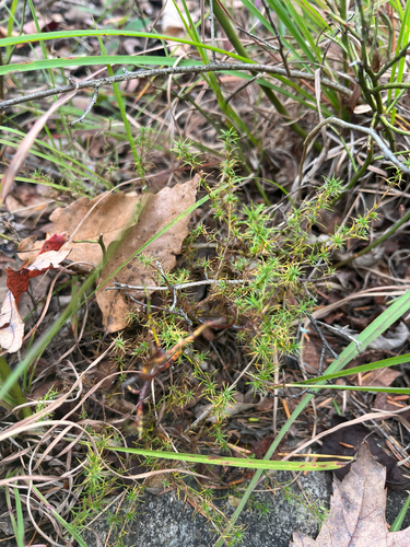 Hudsonia montana, photograph 5