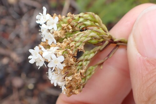 Outeniqua Puffbush (Pseudoselago outeniquensis)