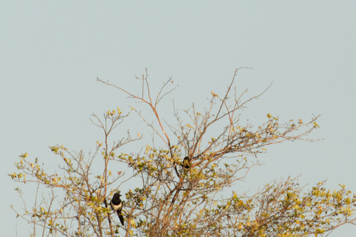 Eurasian Magpie