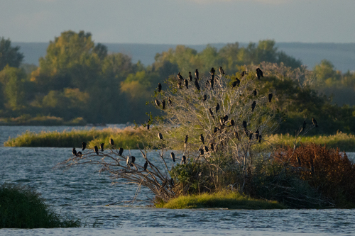 Pygmy Cormorant