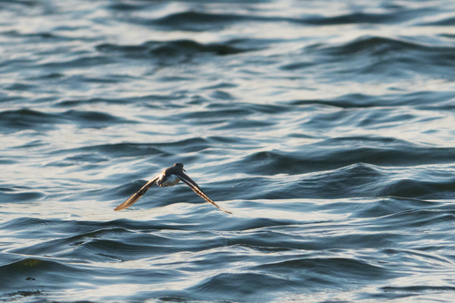 Common Sandpiper