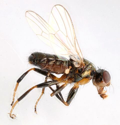 Unknown species found near Lane County, OR, USA