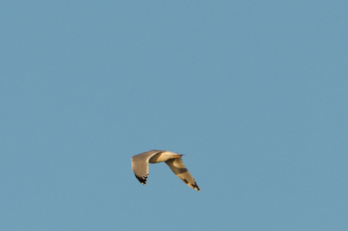 Caspian Gull