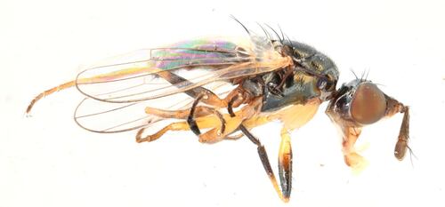 Unknown species found near Lane County, OR, USA