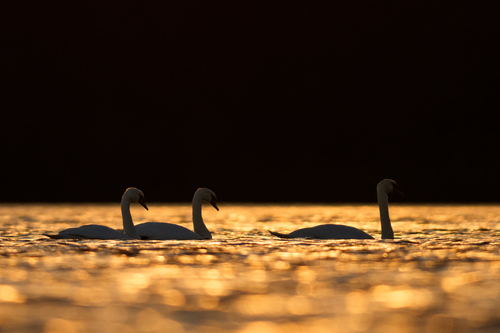 Mute Swan