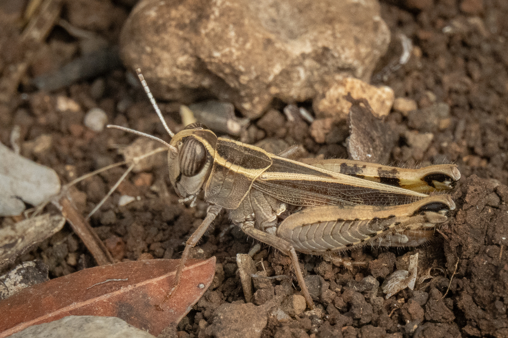 Calliptamus tenuicercis