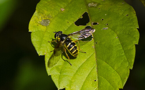 Unknown species found near Leesylvania, VA 22191, USA