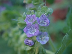 Phacelia scariosa