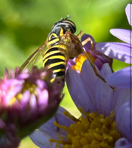 Unknown species found near The Willowwood Arboretum, Far Hills, NJ, US