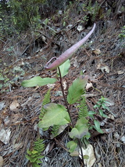 Asclepias auriculata