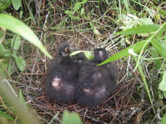 Tauraco macrorhynchus