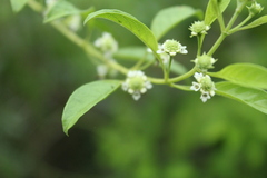 Lippia dulcis