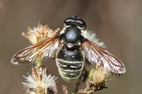 Unknown species found near Berwick, ME 03901, USA