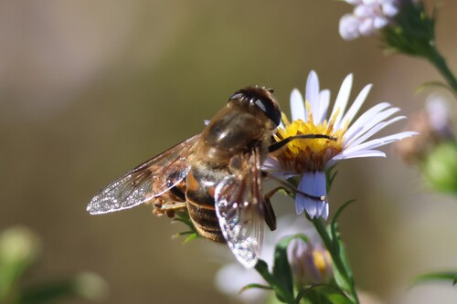Unknown species found near Berwick, ME 03901, USA