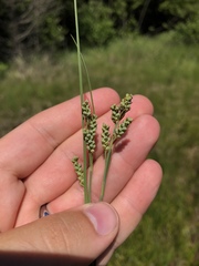 Carex garberi